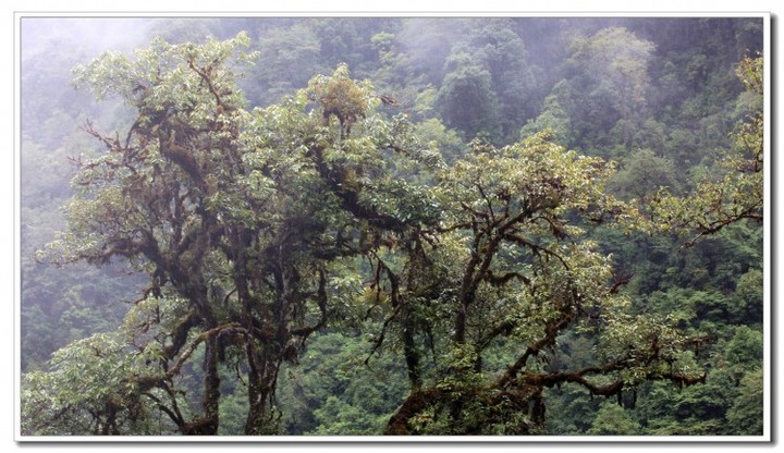 探秘独龙江 (111).JPG 探秘独龙江 (111).JPG