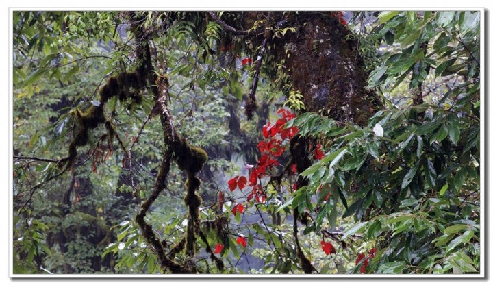 探秘独龙江 (112).JPG 探秘独龙江 (112).JPG