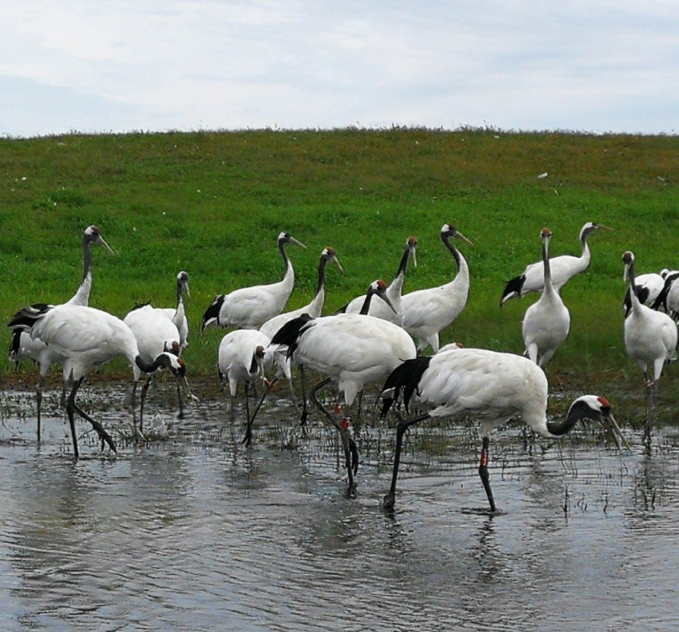 mmexport1534475988303 - 副本