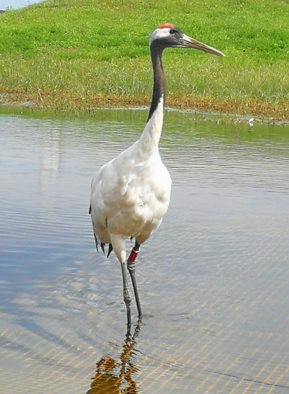 mmexport1534475979574 - 副本