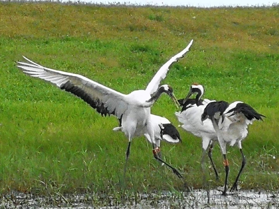 mmexport1534476003069 - 副本