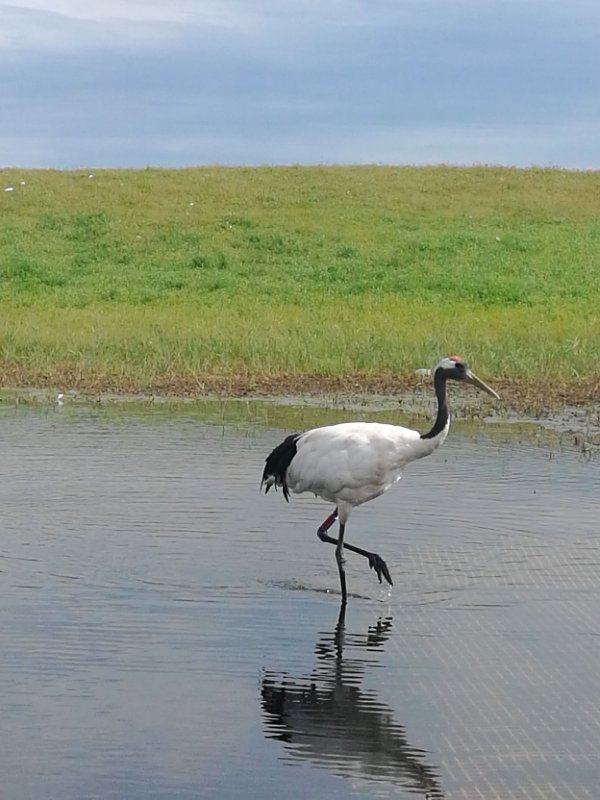 mmexport1534476015119 - 副本