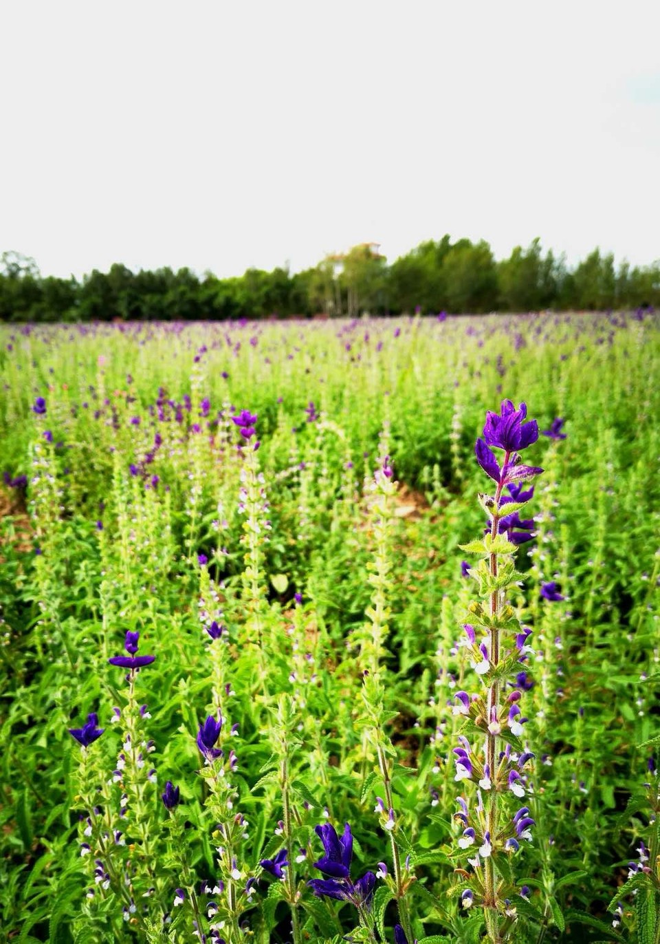 mmexport1534477039405 - 副本