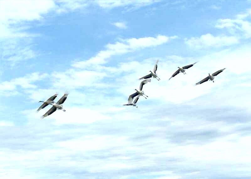 mmexport1534477048556 - 副本