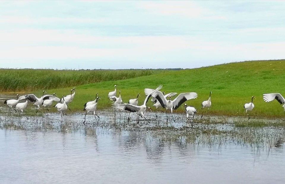 mmexport1534477085990 - 副本