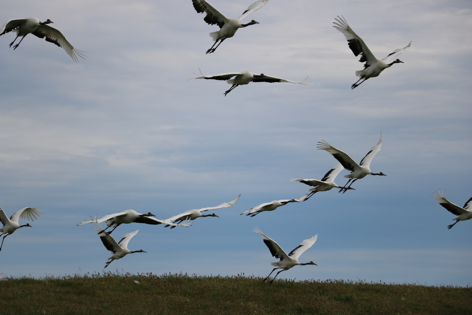 mmexport1534512630363