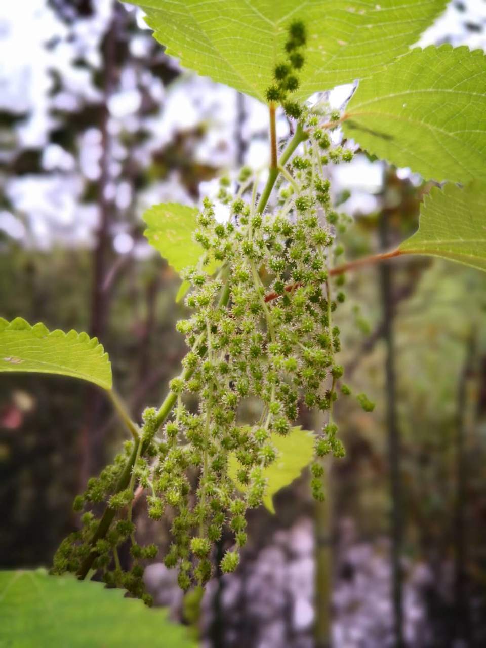 lAyX2M8sO5N1tDX9x3Pgg9gXVtKpXZFEUIX5WMNJvwOYNZtTFTTCkugm6gcVyVSO