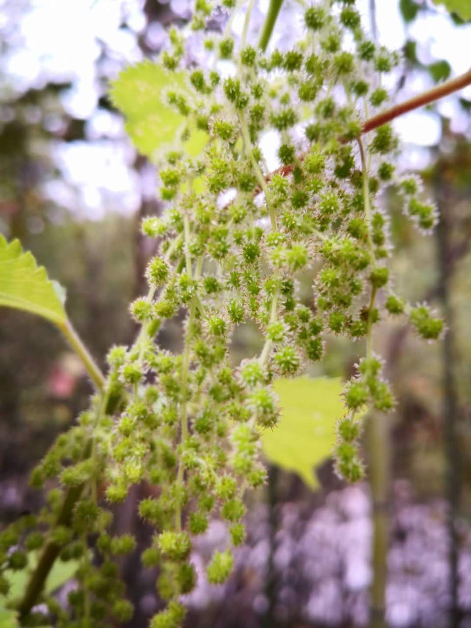 -XIsseYjTBcO4SxUIBdxl3C9lErdqmHCiIYjJPuqROpgjPgfTvcUqgo7ipc1JT3Z