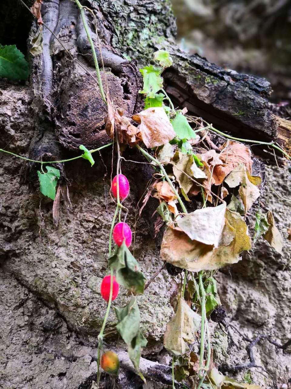 4yME98aEXPB0snty8J2j1e80TUJ06nZxgWu8G6q7oDhhXccuOOOljWhwXPthnBL3