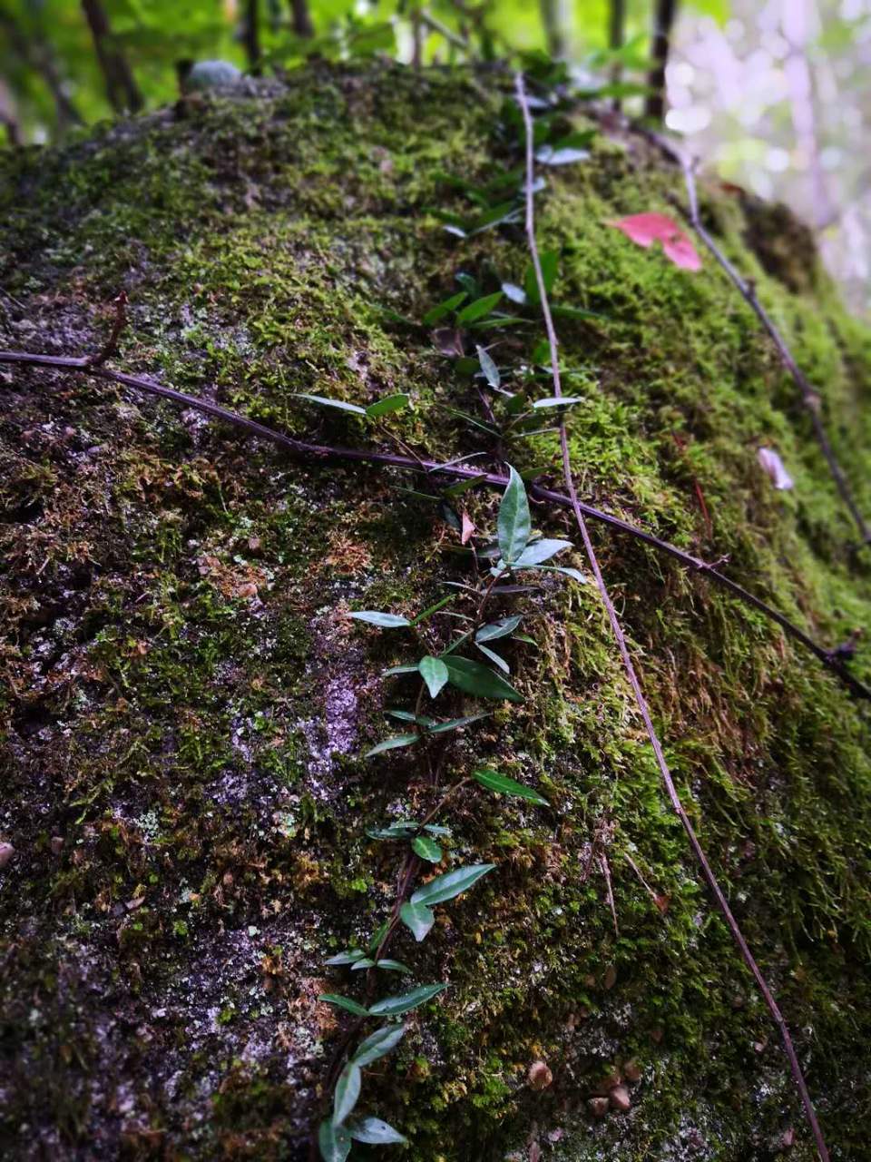 7P6ZOZYzaEyQ2oyclS_Y9mAe5XDuA8gdUNlsxjY_bg9BHlAt2OnRNACGlKhbCftH