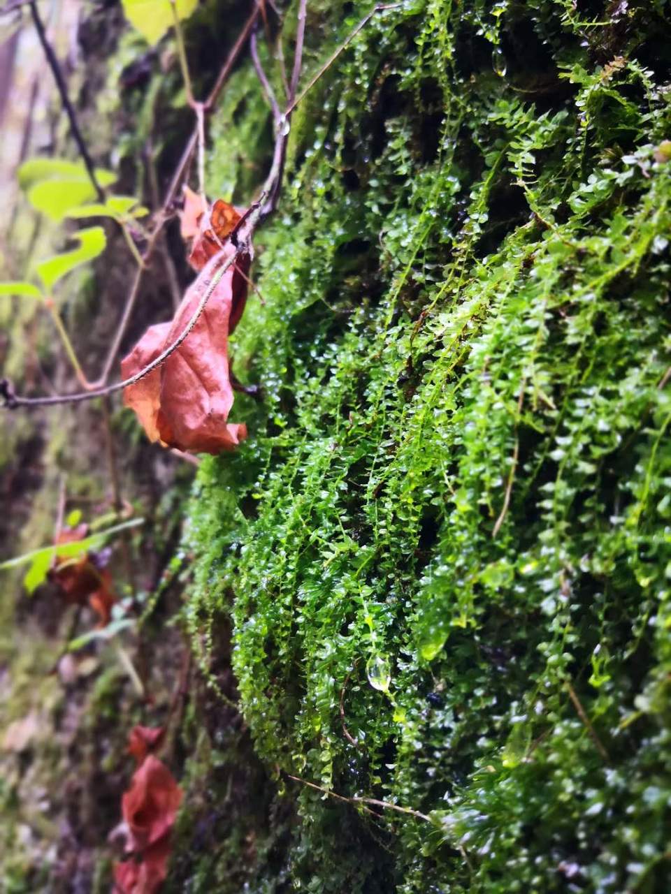 QANb_LJKtkmjQtPyhOeYPPWKodLhIphq91JyPSh0ZgI0rn9SvTnxsy2FyA8Kk-i0