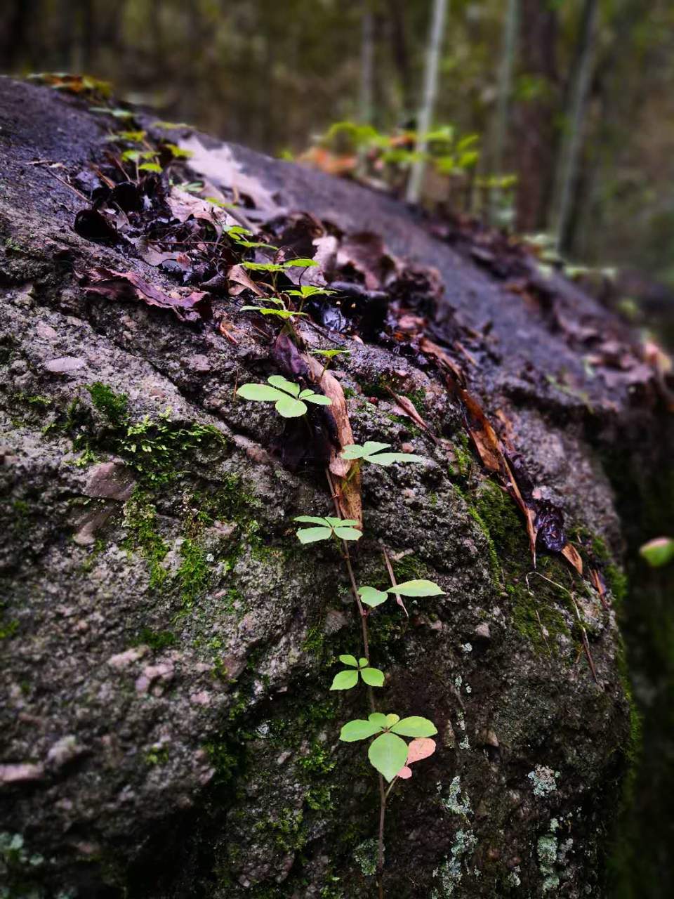 Ka_VTkpIwE09POFHTYhvVudR5FLzolKAOAZMzd4YWEwrNz01tbISK6k8MElfnS1x