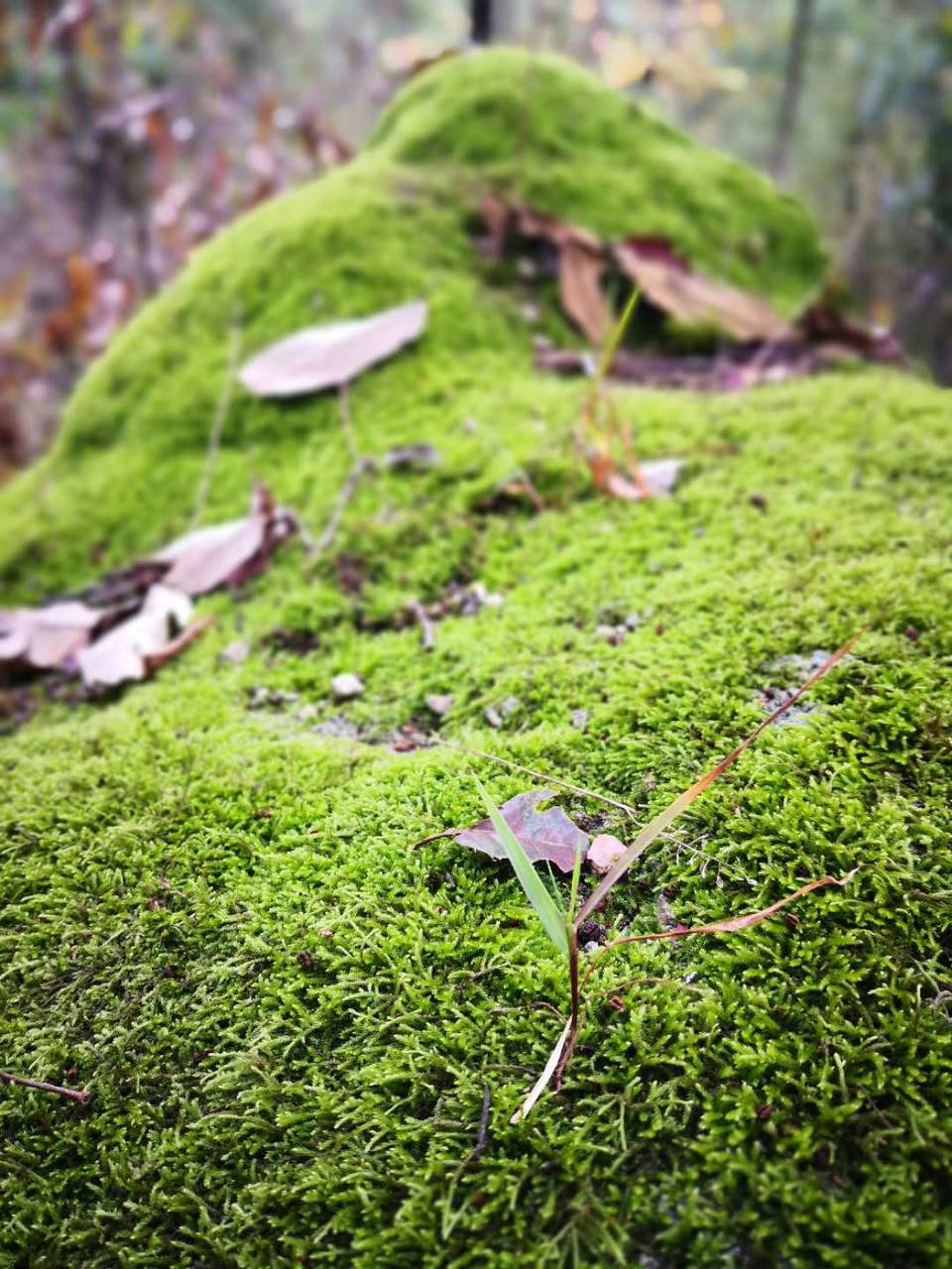 T15RJ2Vas2SCIgcixtOSZxDNtK1aHKAWowuWoBMKmumNNpmVJl2Oj8xPmaGcm2BD