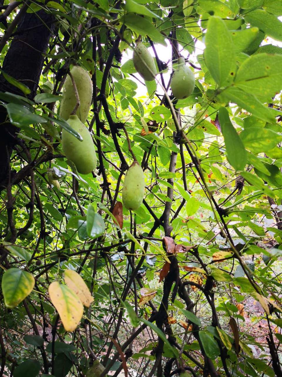 oAFoVFG97NDA7zYDfDOraqG4Mb9rCC_wq4TcOzUepDSpgtHxoghKEHbe03pY2p9K