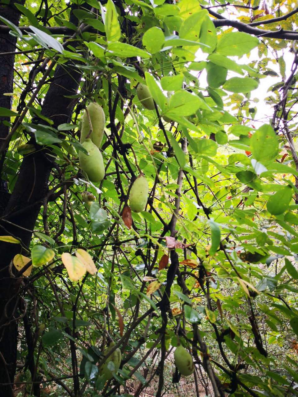 K48cyAXXQjdCBJHjMk8_VwkFyF2yDgBZAmat3k87zebuA2SghpJ_BTC8hzYAdjBO