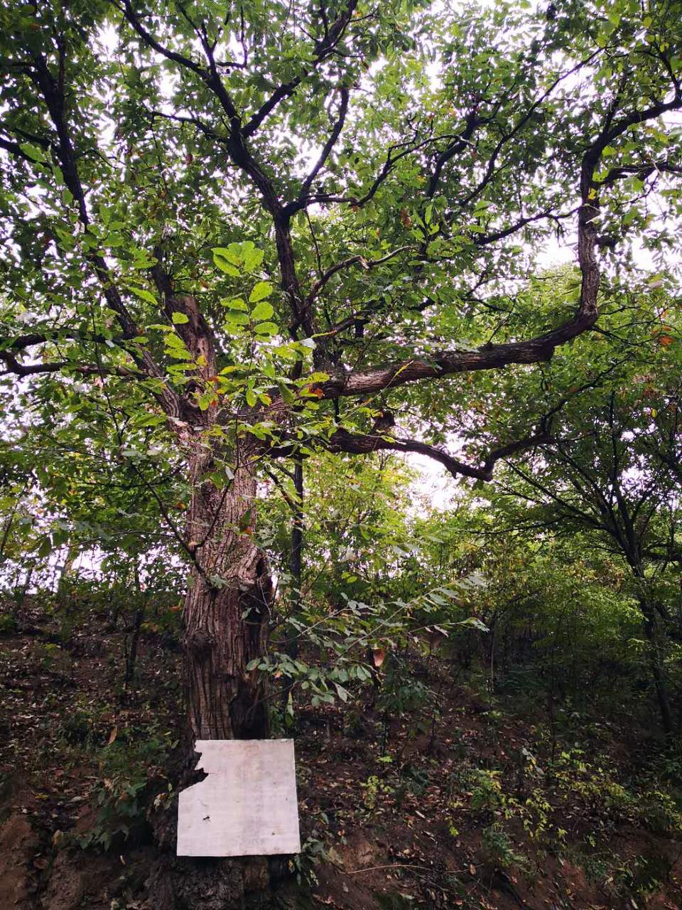 psZTDPgjSGNa1gt8YUaZhUaRLhWJXeLkzOXlgICh79t-J7Bp-tVDBGUuMR0gh-_7