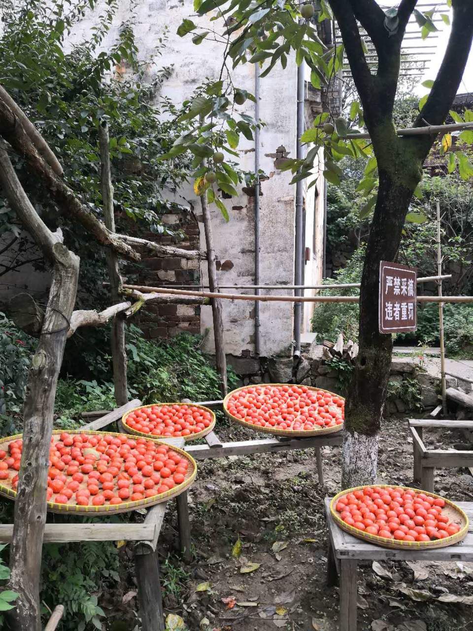 su4Ilm2XlTcj93tjbeaCVeso8AAqT2Jy-PpXfr8S4DeaIpAMEmnpPfdLIC9vK45O