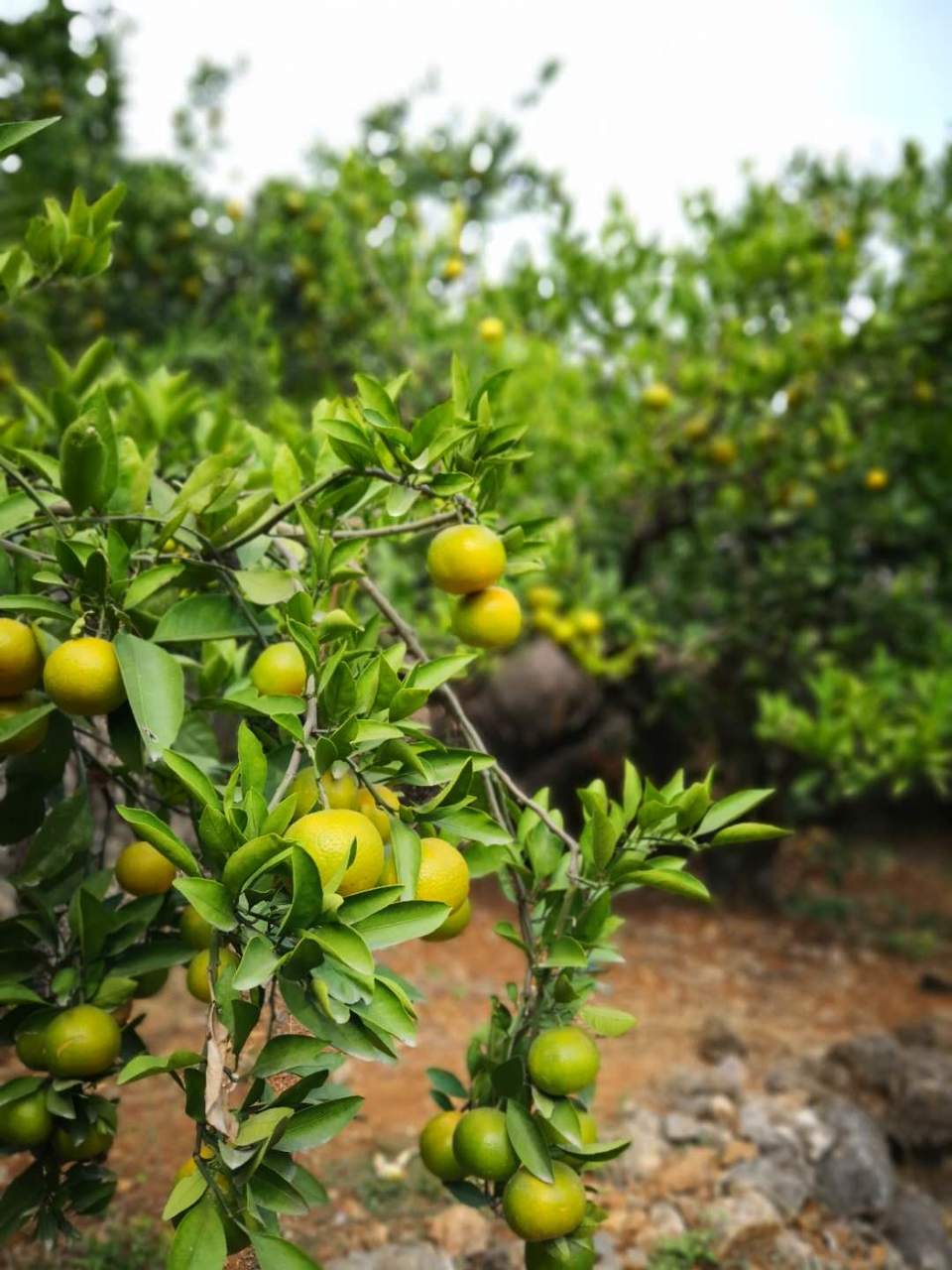 6OI5hXpa7RFEZ7JfdsshxCssPM2h8Q15aKLaahTdZnnfc9Y7yX0tBlXahq6Mgz0y