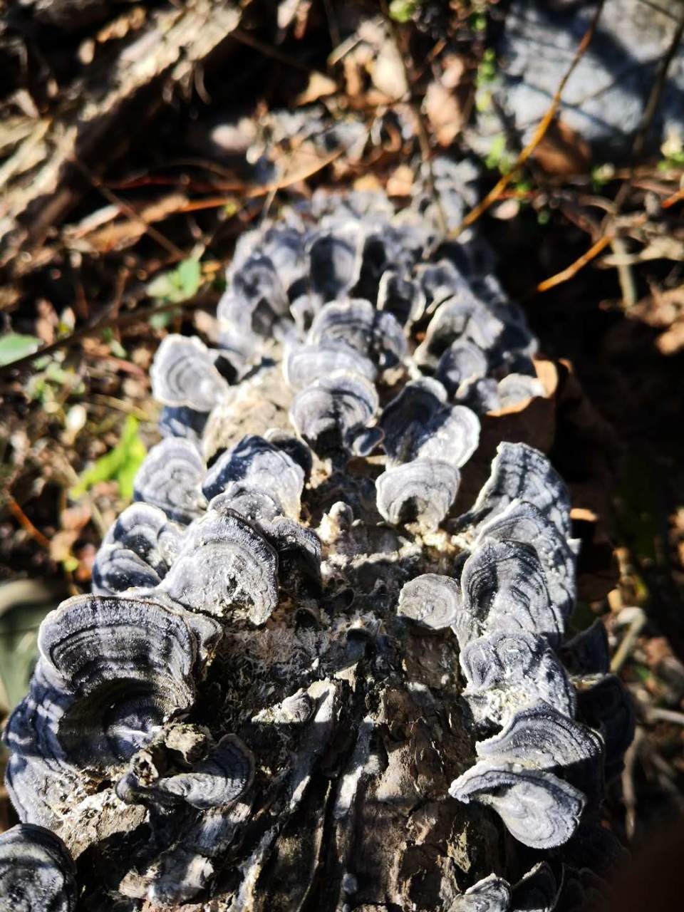 nE0_-yXVJIs6oQa8vEpb1_HcI8N1G-V9O2yX9N89ctoIxdjNvlVqlYZKxTVrskk6