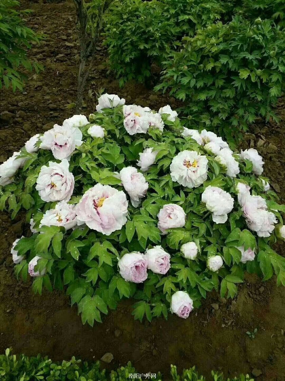 mmexport1523086242770