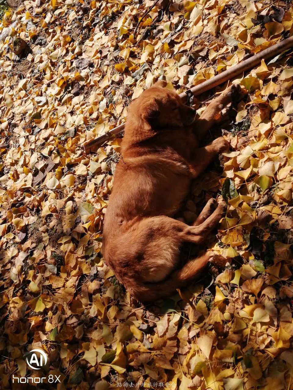 hKDYaYlqgmE76UVou5iCp77XuvyOXK1pLFO5R1Qf165PSKZKhWW11oTD3DXXEyjb