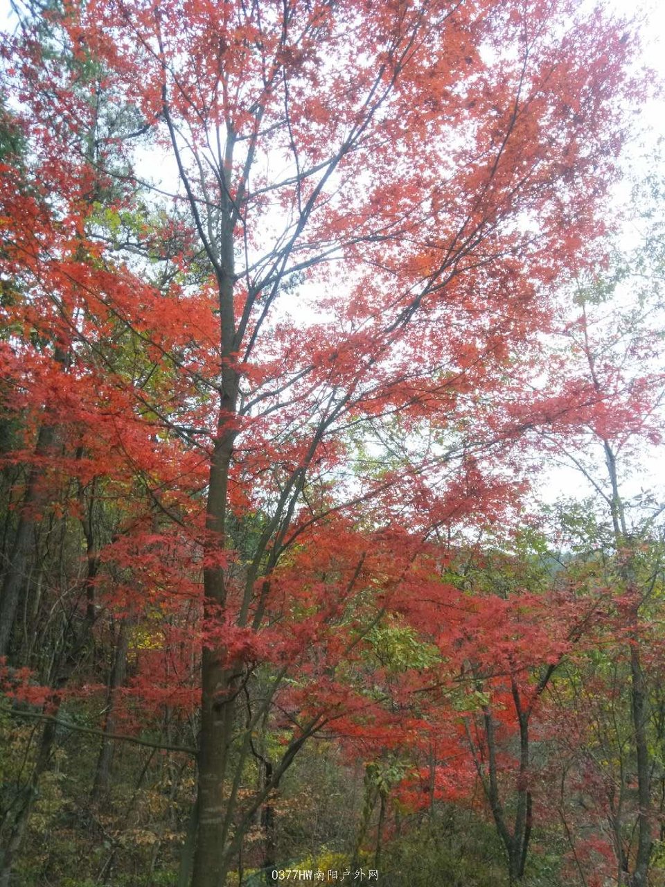 1WmC0VR6vk_g0G0QGh3L-0XLKfX19HxYW4zF-ks8PCxElMxHdN8m5vusaKJOd2Cm