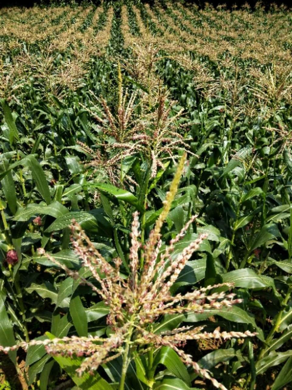 o3NS96EkYPTHnhmUmFexZCvvqh1sSbYC0ccFnKKLWrfTLAhVe1xHffX7psO5ebrT