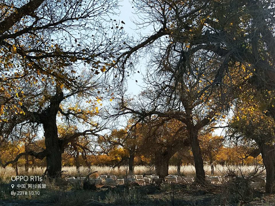 gb8eZtxngF-T4pwAnW0nowHRfgBWP6TNzOeghCpbrj3kx_pvxYrOmWppHJJlMjE4