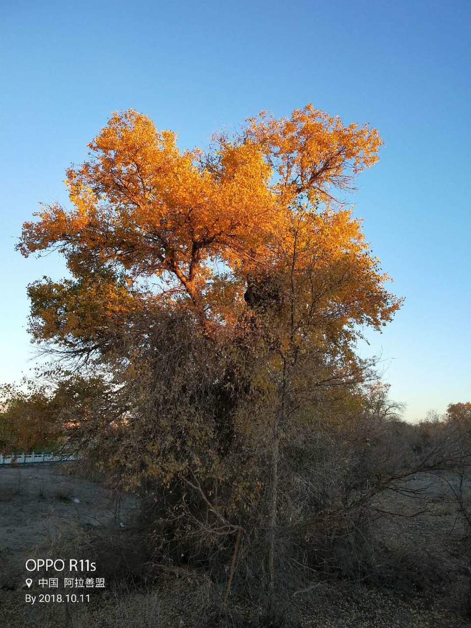 llgJBKR0NPyM-gP8LQ9g9MmefemVzwHdgGzygS_1WkX3MQKK5q6jC0CksdqVM9oX