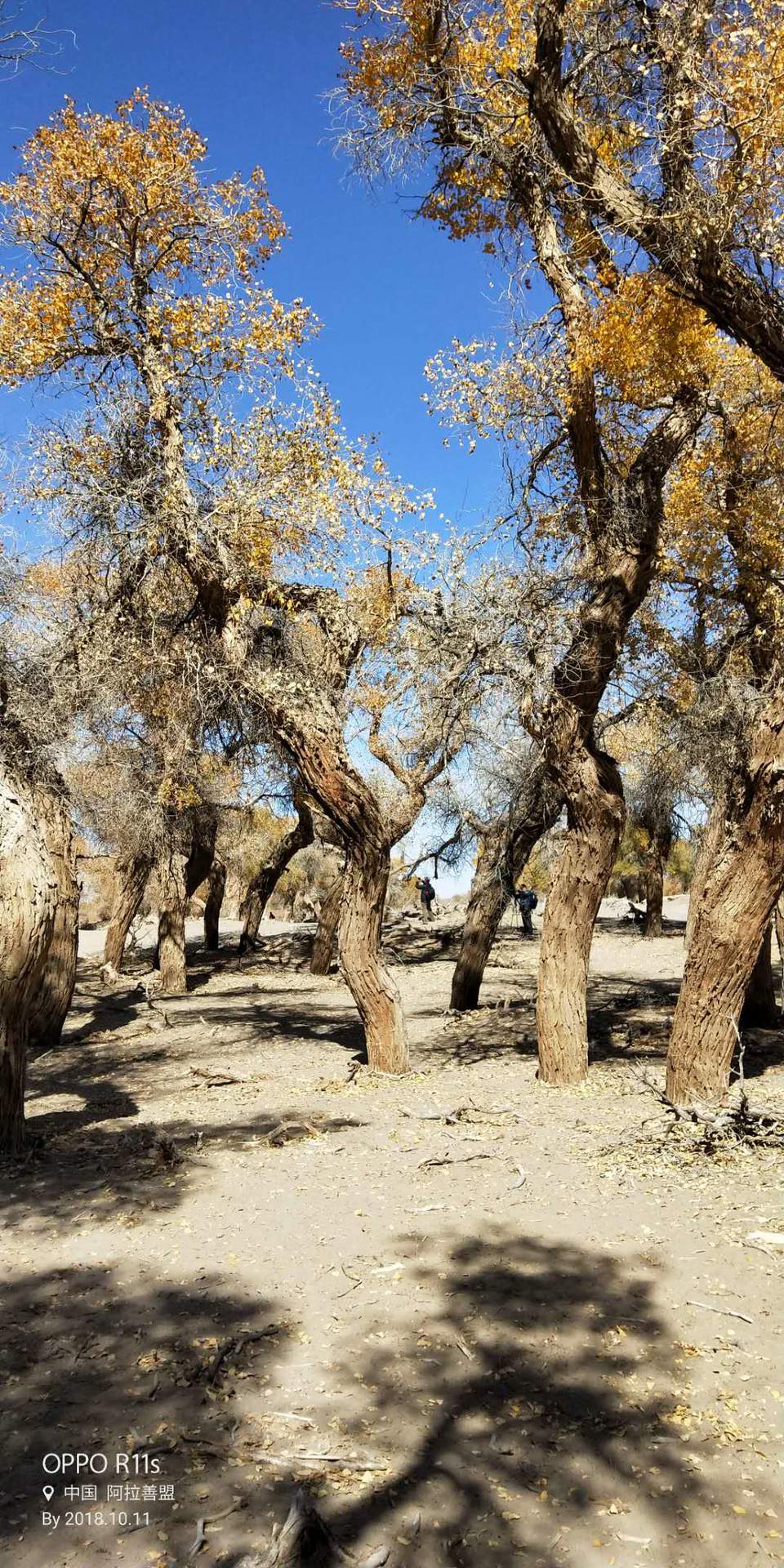 n-SNX-yQfYg8RHQfVw5sFV3XkVxoXlw5cippZJA1-RJBhEbyU5WXiRq55S_uyVI1