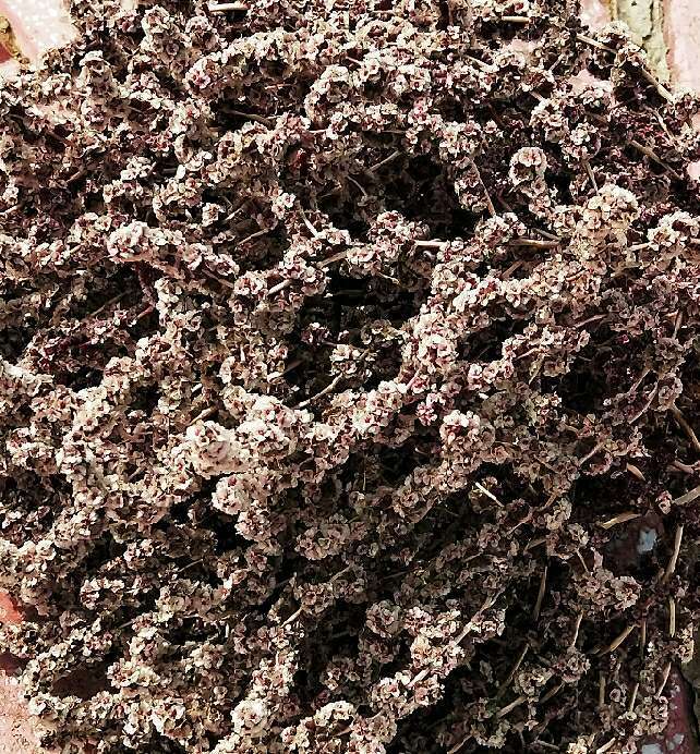 MUSDl-l0r75Szt6gb17soR2zqrmCBSDmjyjVcm7zxAsPktUQQwvcaRQJoulFRFef