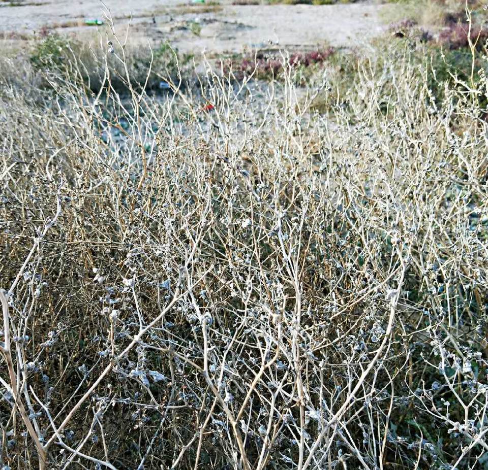 e8m3Ku1kZxyx40heApv24Xp5nm7i6NG92-4YQamJRJEoRKqvOFVGVYonX2J1X64A