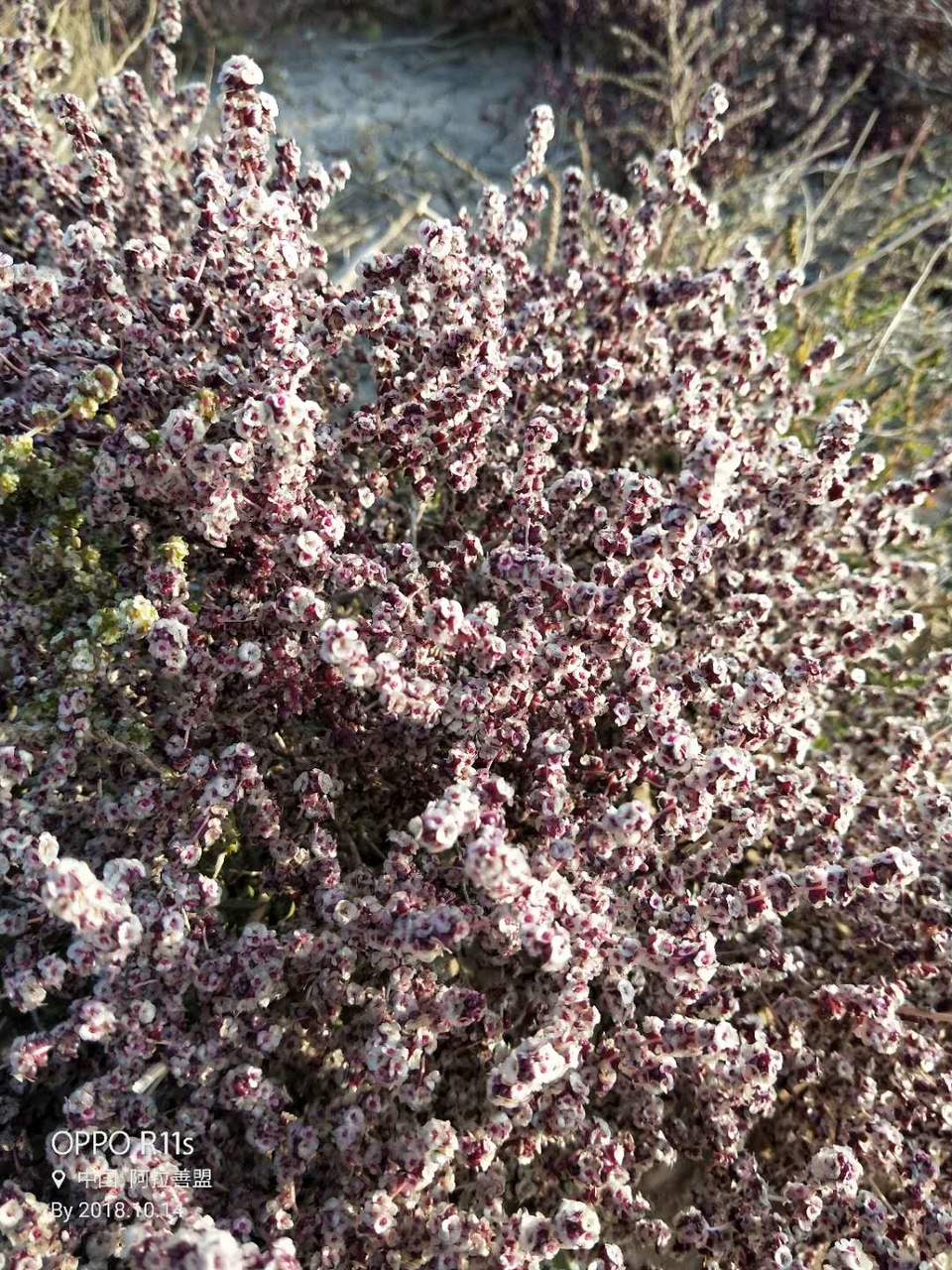 prvbXZ-OvGpmJt3TqGPfLoGTc_7BZMGNGvK8Fg-Z6ScsX2am-3efNdRbZ51VhhBa