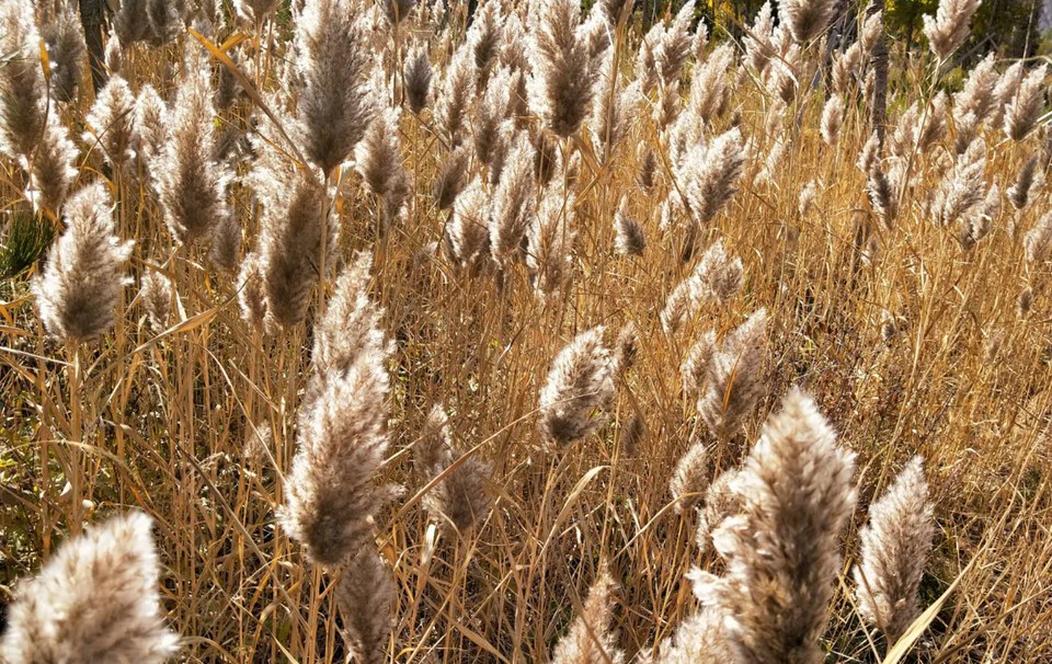 BtVdL4YRy3orAMjq1cZpoRulUtk5lH1rM33cljNT3lErhNMd0Nq95z5Vkl72ca14