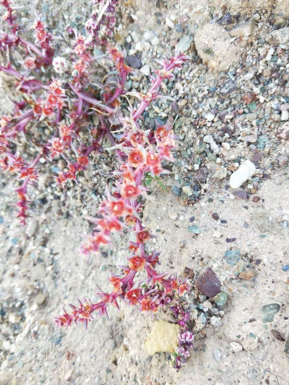 FrEML9PR_VS-X0GBjJdWV5ipuwTPPyueJe4ZO8ctQZyTtVcP6Cu8J6ecToFAg0r1