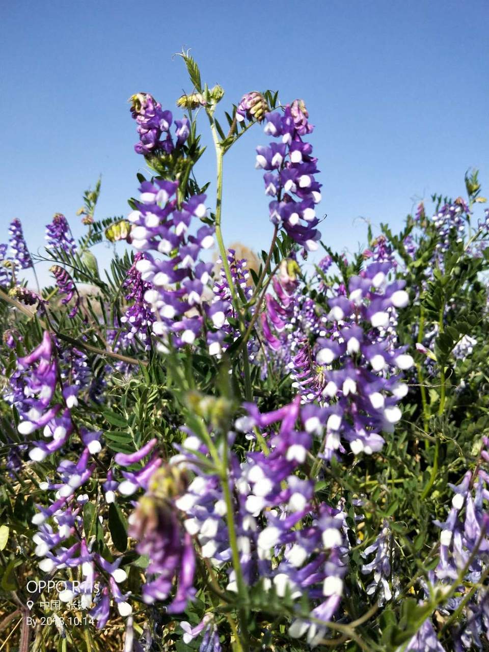 q2gU1tOQDmqgRRCH_6Gmz2XEeO4jXb5uHVToIKXo_AzArT56FoWY4C0pdAstKtIr