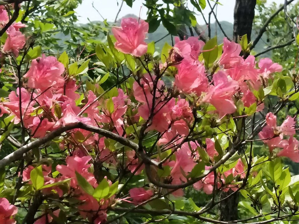 llgJBKR0NPyM-gP8LQ9g9Gx1oGY4fZQv76CdYQAJliYj_T1RXAPlJYTG2RJGA-aG