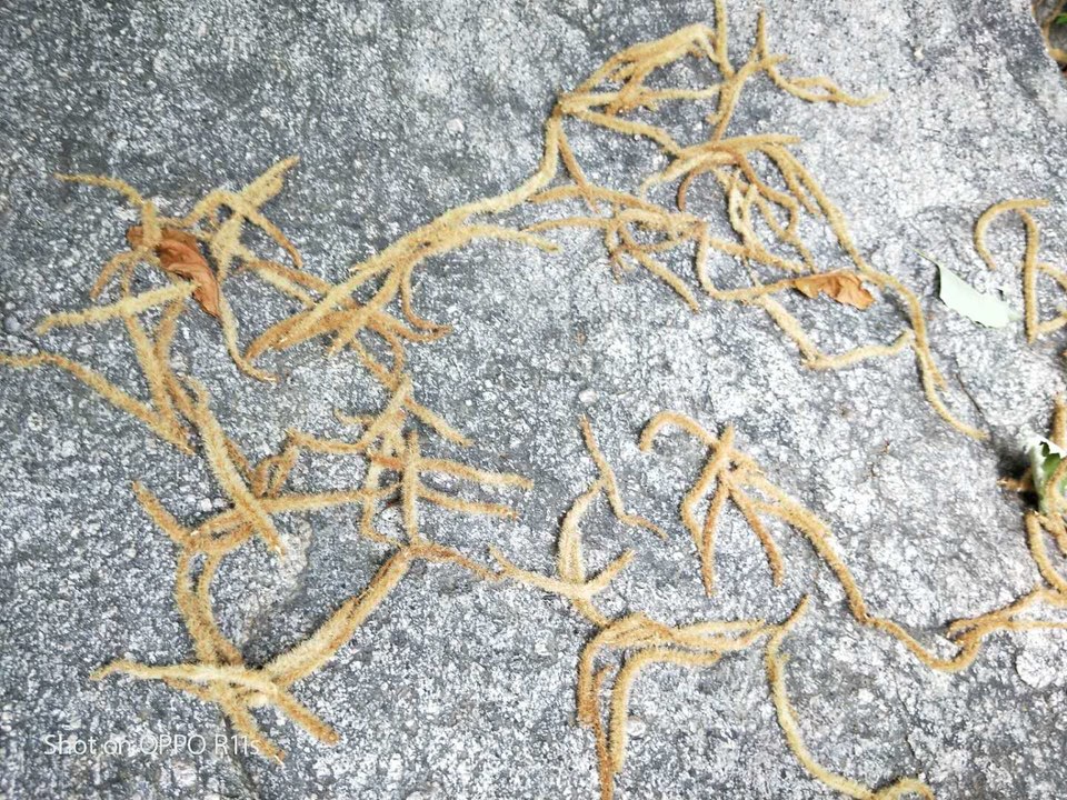 5Pv9zwxBgOCRam2Ymav15FVRXzQv98stD39OhY1yUIJX23VyHOfCNo4cRB1GltVC