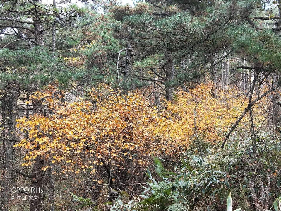 4qWOlAWD0DsmnP-bisAJrGbsqzLrfkQpKxO89Hh_ftKusHxcF8iMOAaO-M57E_sa