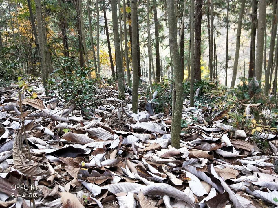 YzBv87GbUT2aLdYY4iFmEDS-d_-8w6nVxNalLjyYR1z90bkpigzT9gFjhpvmTVcr