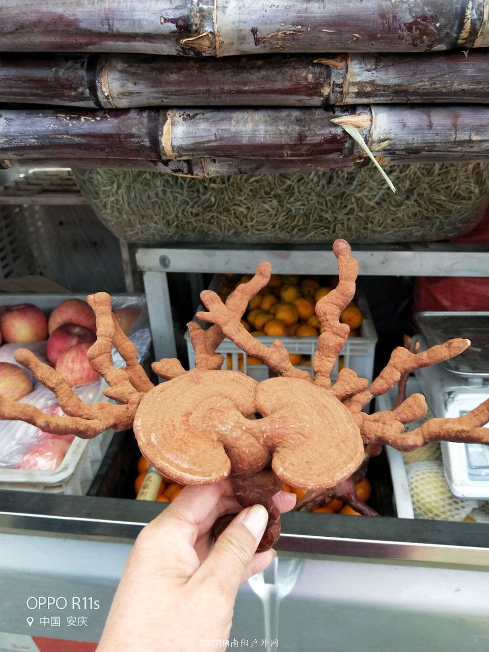 hVklpPz6vfZFHyDmlqnOCCZgP-HnNmZnSrL_SlHpPKBov80BmxVzfwT6Rq2lNWp9