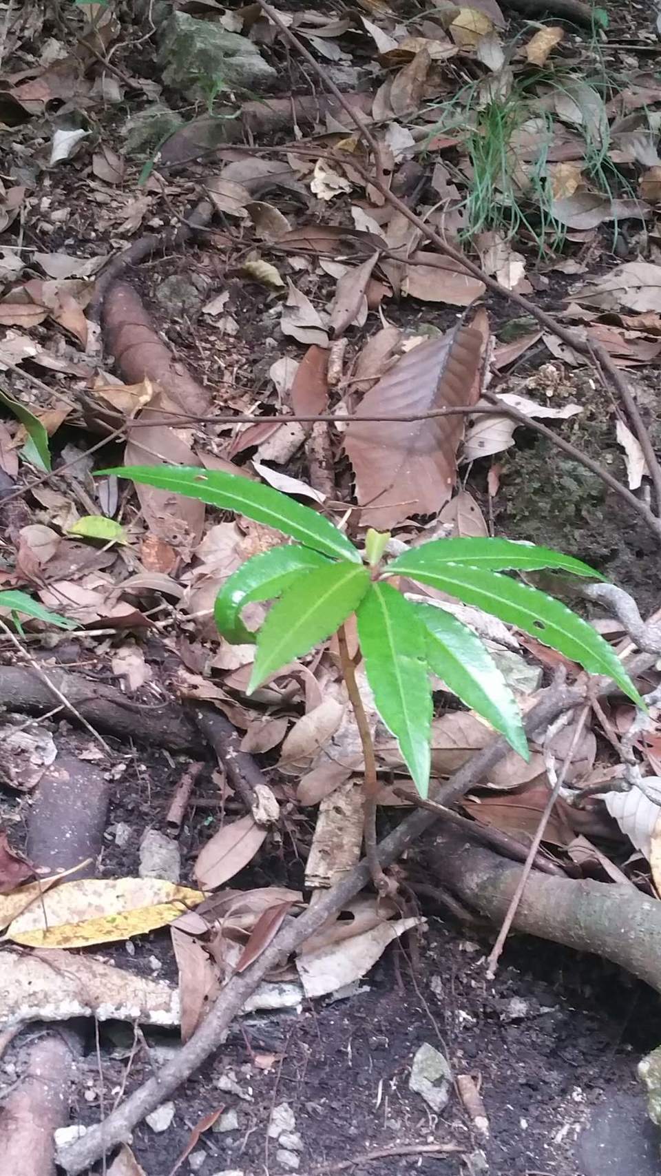 _XWQ_0H6lzWRmkBBAHNmVj9pEig0moHzxaTiBgnWZ4YI-cAMqPEsNuaiqMjPxGQA