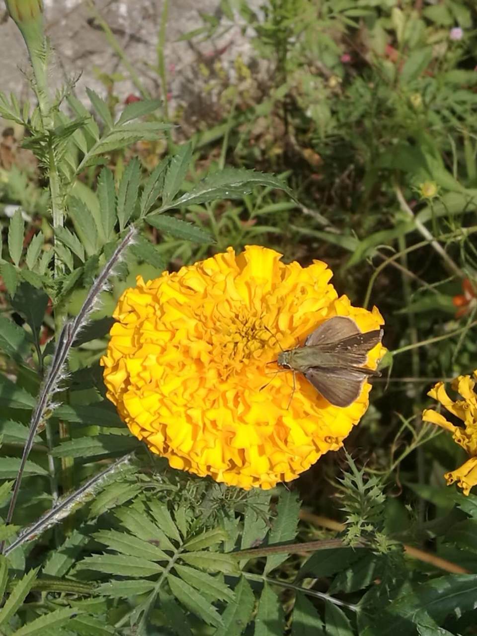 DOYnqyrhDWA6OhFv04yGiRh50V5LFx3-ISryzVusYC3MBcg7_cIn43nu-rVveZls