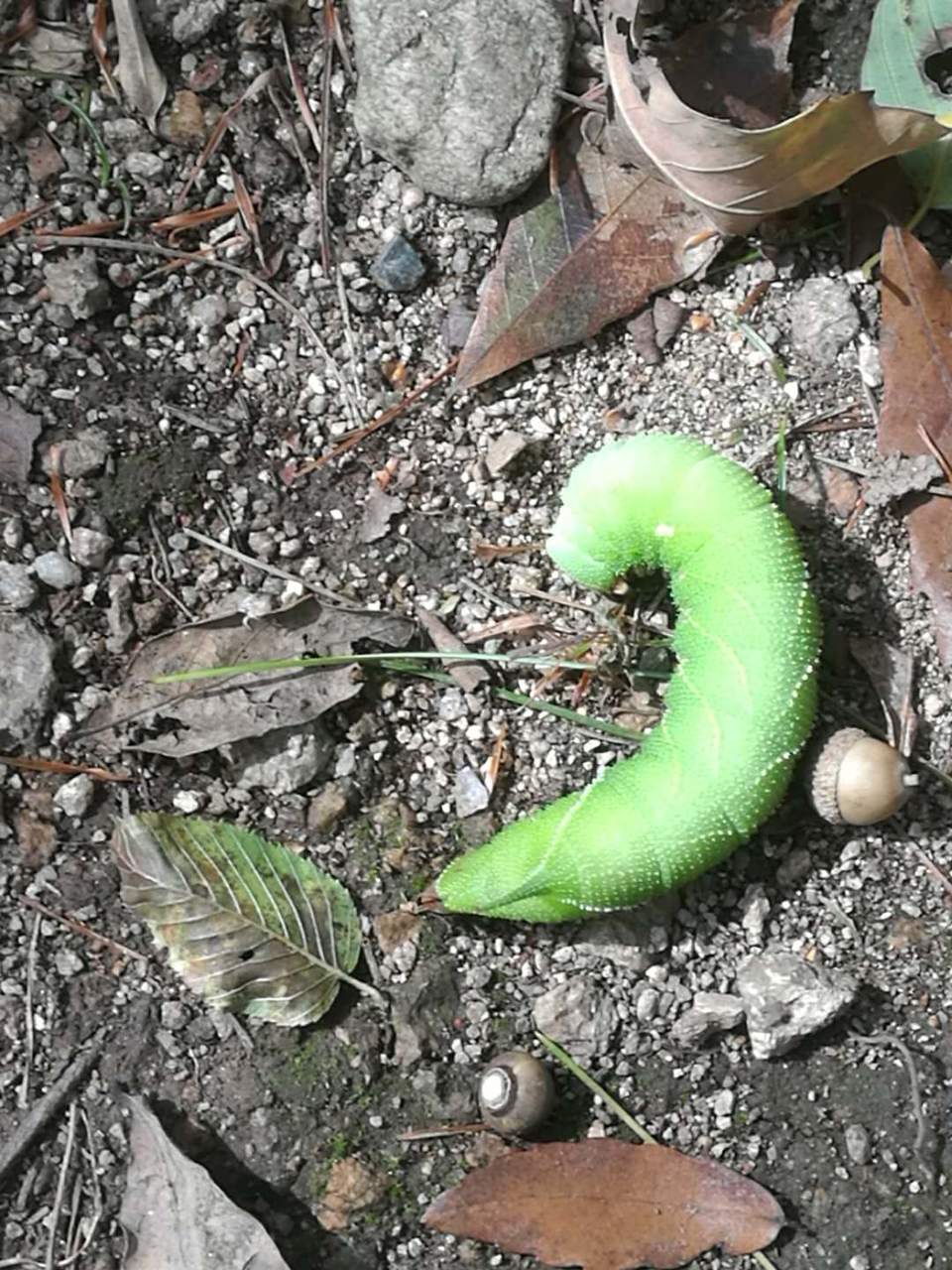 0LA0VxVUHQZJoEQt7-uLYoH74Bq0KBfPs8MVvVSndkskO8t4H6sgt5Qbr7WhPeCi