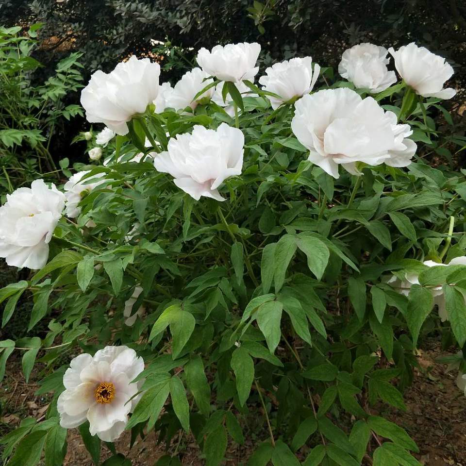 rmptf81cjNRC_YX1VglVYCdnACMo8pGmPmwilqZfBrddbSJN60BXEGVFvC4kQXiL