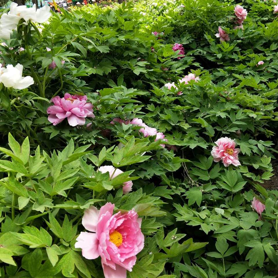 8K-j46925CGh7UvNYDSrHkfkV-2oZRspDNCoZmg2o7Qep_sbP1ot2rR22eXVrSd1