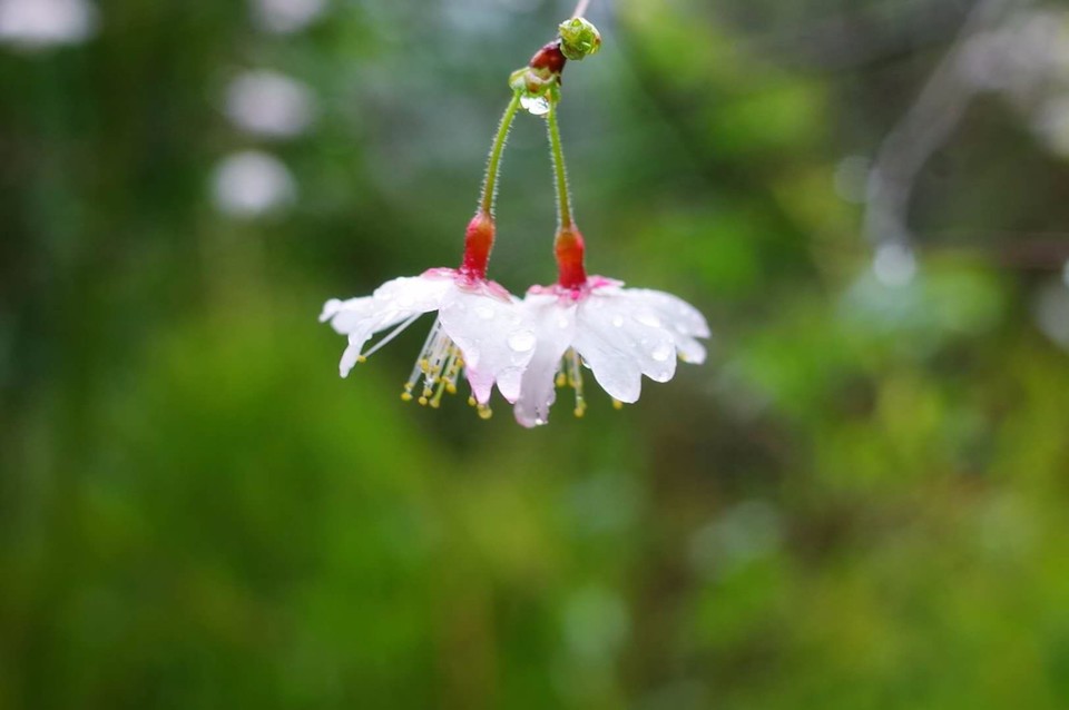 mmexport1521362560921