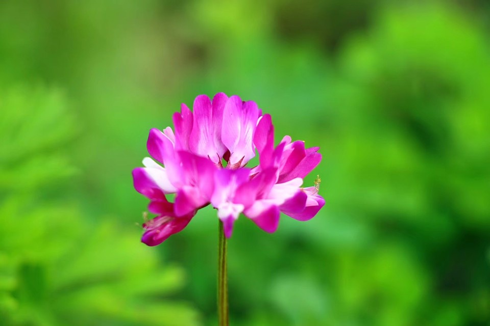 mmexport1521546555344