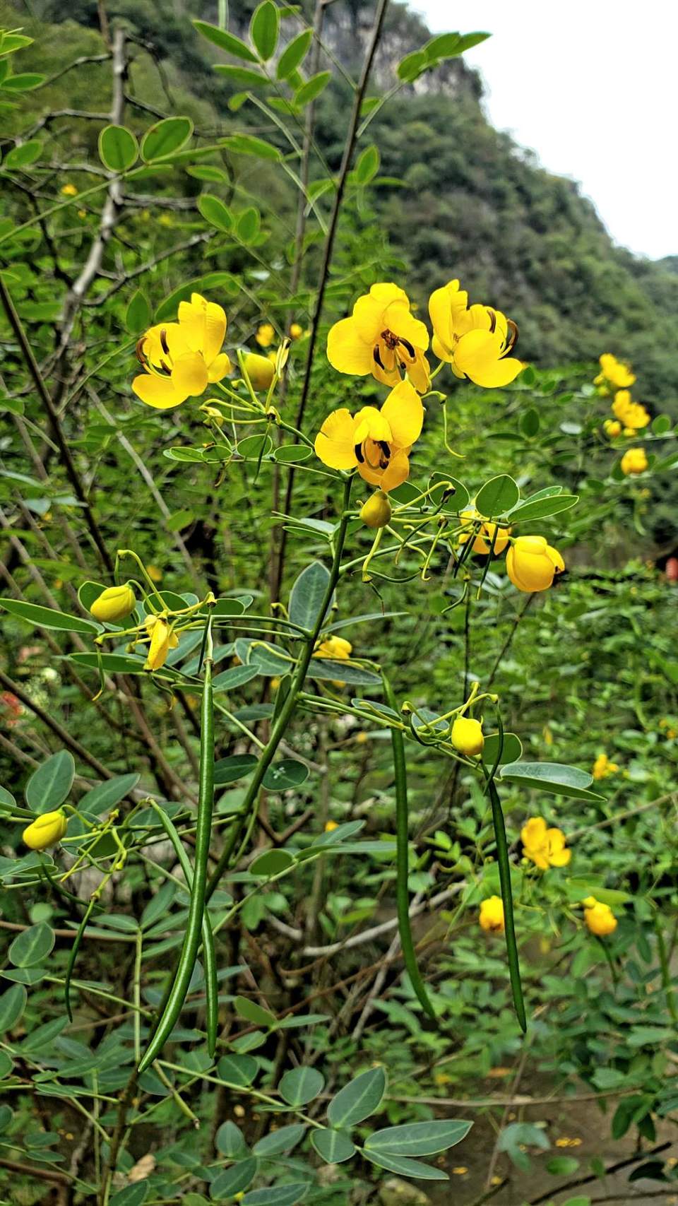 GHgZnc3dhUjXAfCq4FYzgmvAPQBYWwU2yyyJCERpSxf37Chmq9-ebbIO9SHM8awd