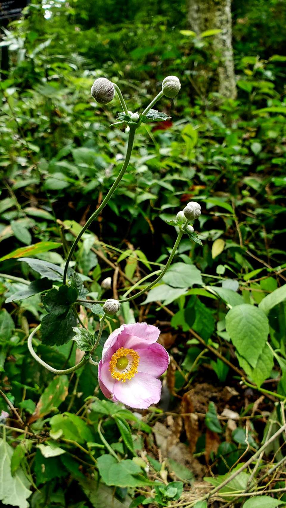 qD7YLhhQvXJi4LUDzypVOOrPlGOxGPxtoTAKsIhybrZc1icnkmq4LF2EKVoS_3sn